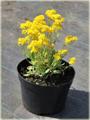 Smagliczka skalna Gold Cushion Alyssum saxatile
